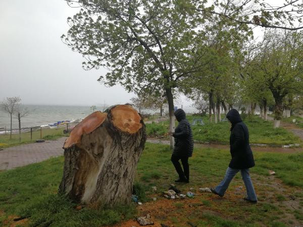 AKPli belediye polen yayıyor diye ağaçları kesti! - Resim : 1