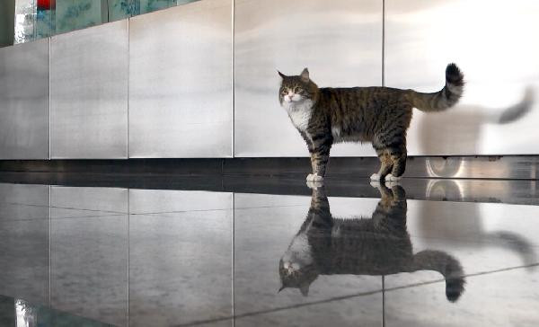 CHP'nin kedisi 'Şero' korkuttu - Resim : 1