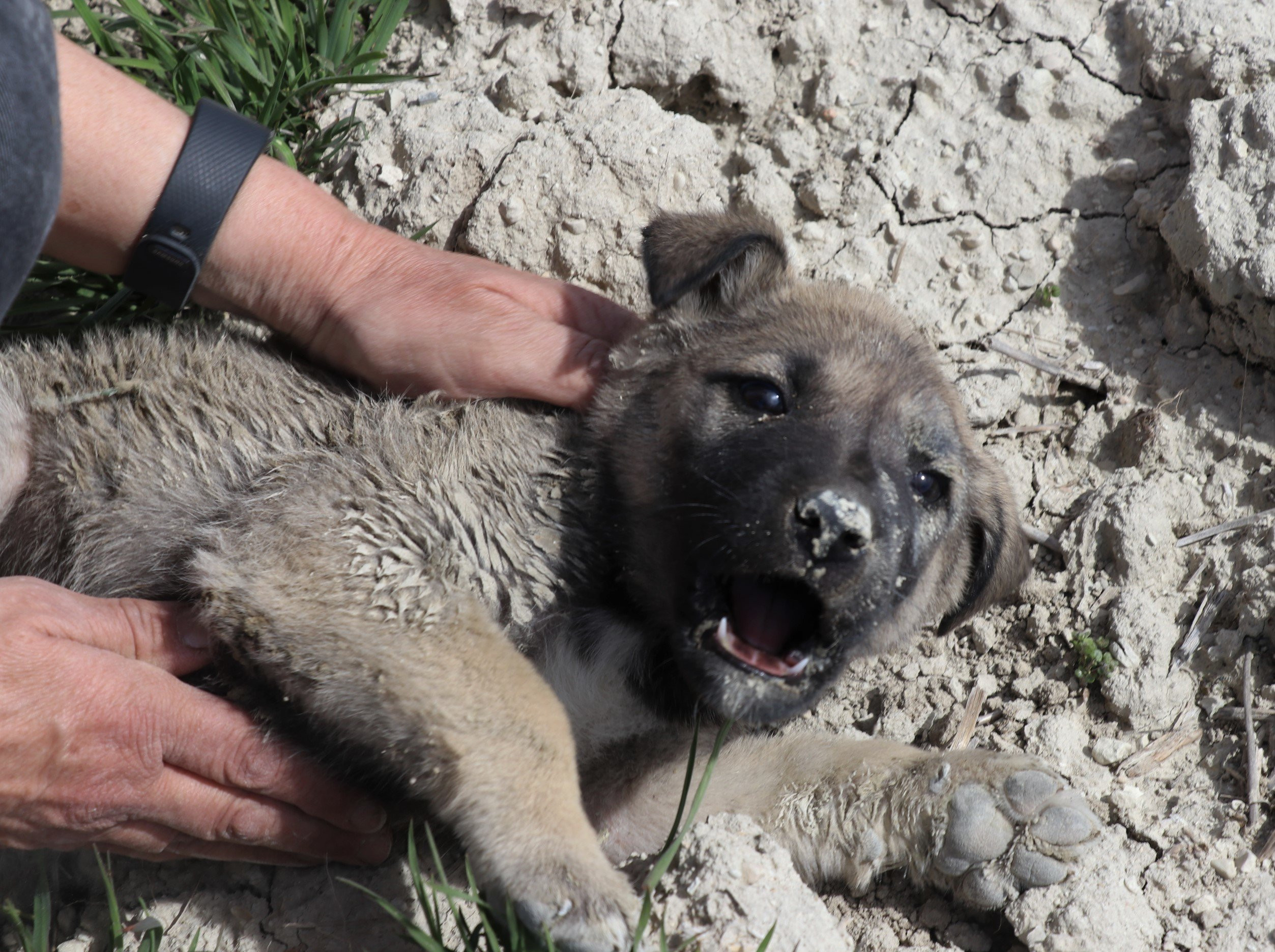 Sondaj kuyusuna düşen yavru köpek 11 saatlik çalışmayla kurtarıldı - Resim : 1