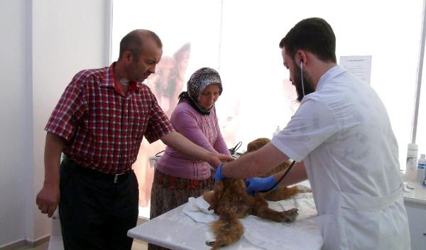 Yaralı sokak köpeği için seferber oldular - Resim : 1