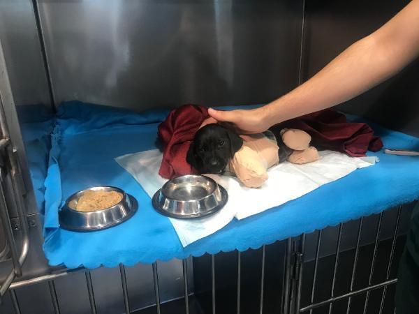 Bacakları kesilen yavru köpek İstanbul'da ameliyat edilecek - Resim : 2