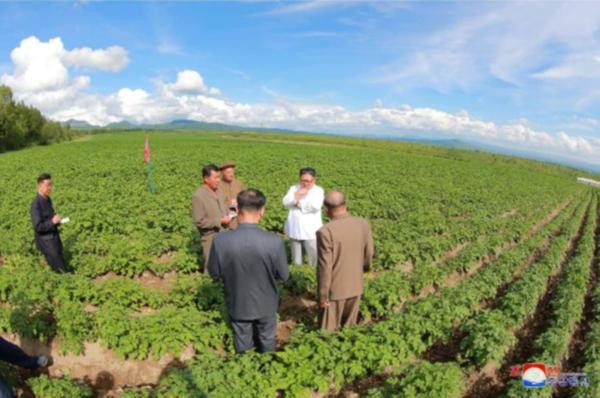 Kuzey Kore ve ABD arasında patates krizi - Resim : 1