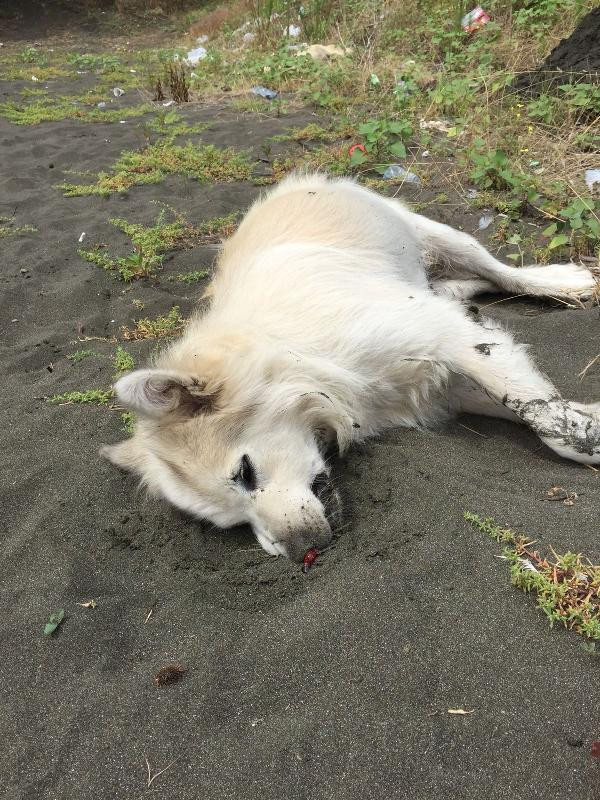 Trabzon'da 10'a yakın köpek ölü bulundu - Resim : 1