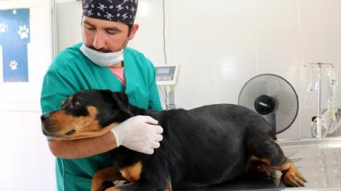 Sokak köpeğine sezaryen: 12 yavru dünyaya getirdi - Resim : 2