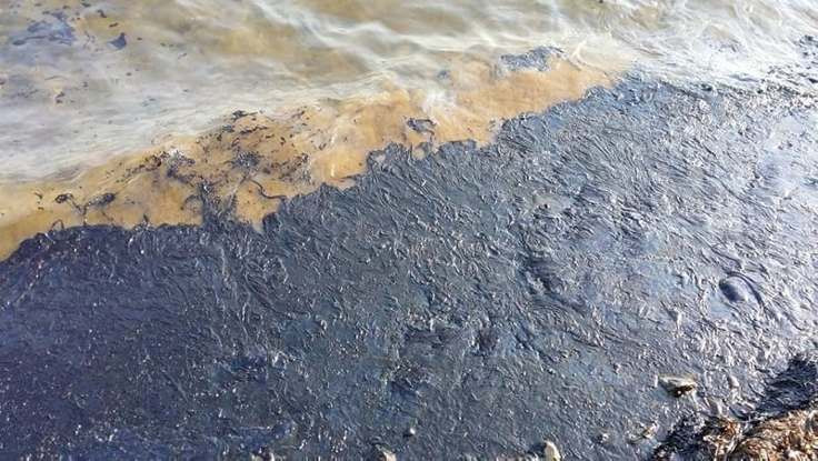 Aliağa ve Foça sahillerinde korkutan kirlilik - Resim : 1