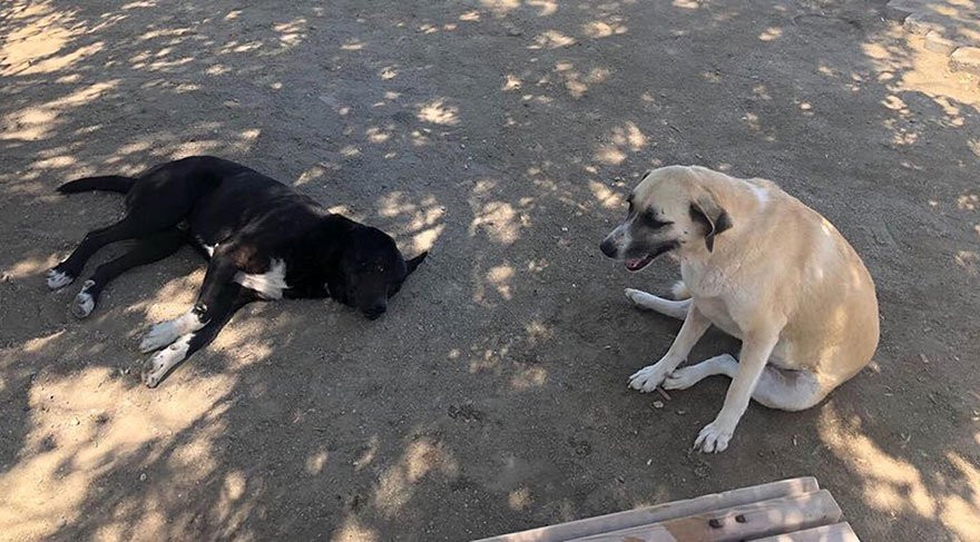 Beslediği sokak köpekleri hayatını kurtardı! - Resim : 1