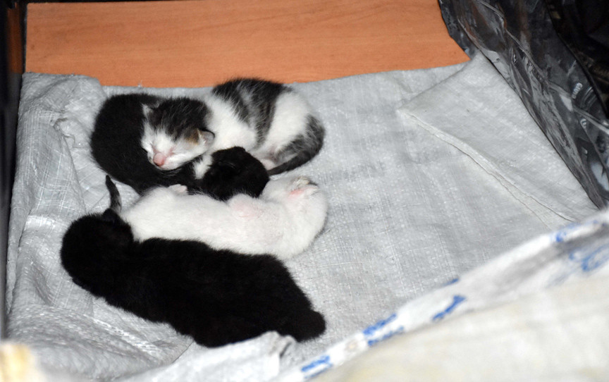 Kedi yavruları yatak odasında, kendileri çekyatta yatıyor - Resim : 1