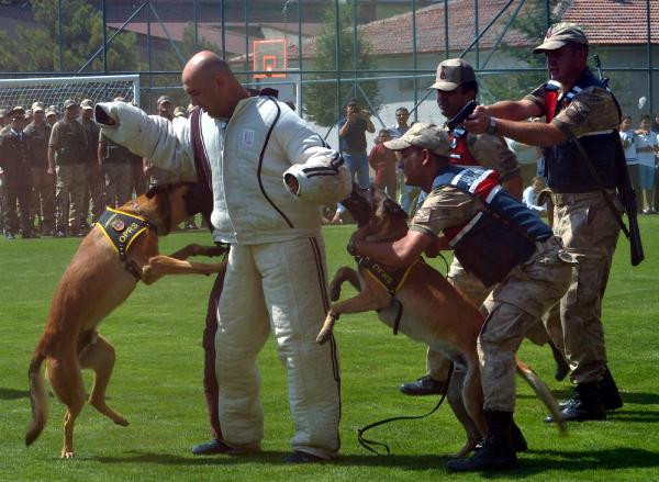 Eğitimli köpeklerin gösterisi nefes kesti - Resim : 1