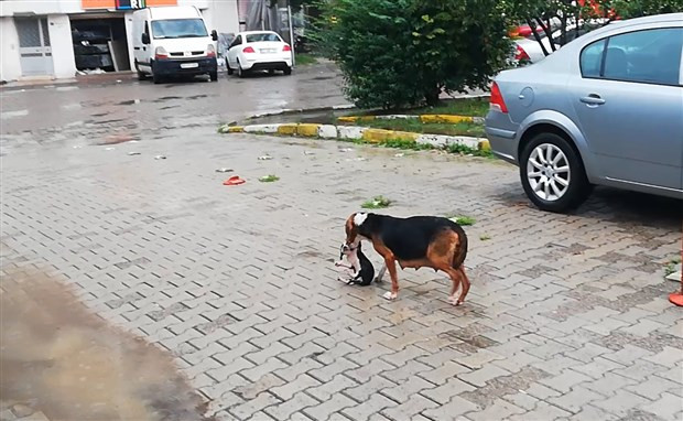 Ordu'da sağanak, su baskınlarına neden oldu - Resim : 1