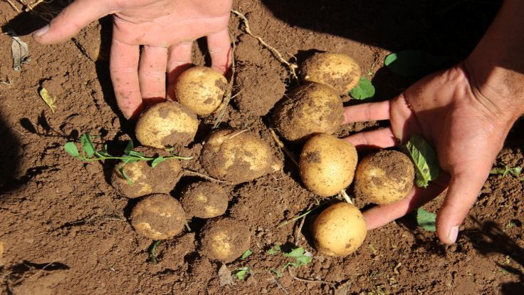 Tonlarca patates çürümeye terk edildi! - Resim : 1