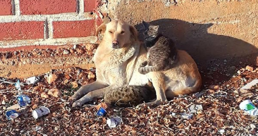 Köpeğin kedilere yönelik şefkati içinizi ısıtacak - Resim : 1