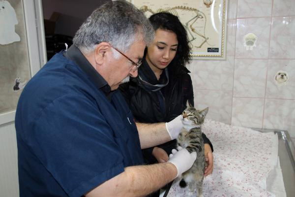 Ayağını yere basamayan kediyi veterinere götürüp sahiplendi - Resim : 2