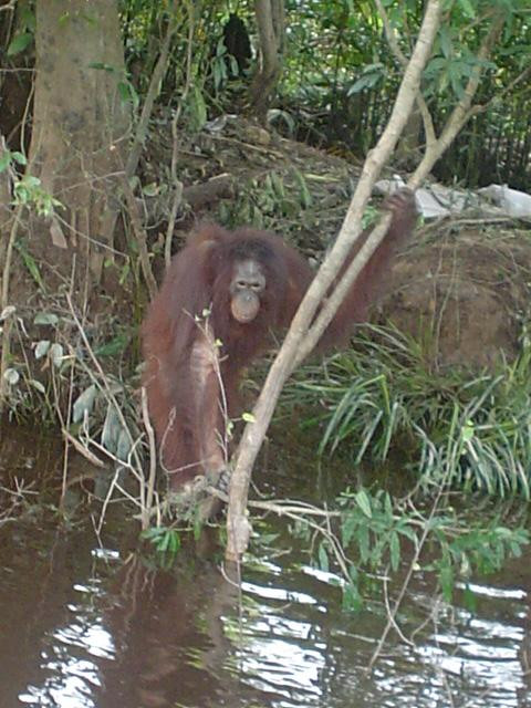 Orangutanı zorla genelevde çalıştırdılar - Resim : 1