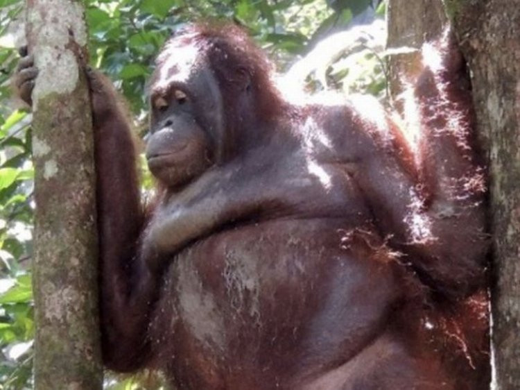 Orangutanı zorla genelevde çalıştırdılar - Resim : 2