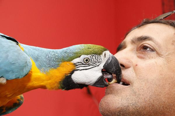 Turgut Özal’ın papağanı ’Cabbar’a eş aranıyor - Resim : 1
