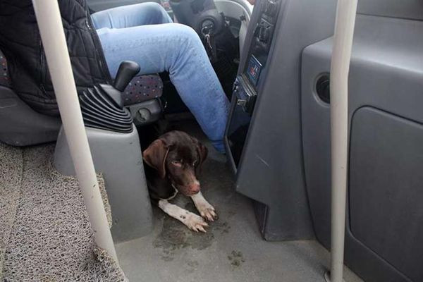 Soğuktan üşüyen köpek dolmuşa bindi - Resim : 1