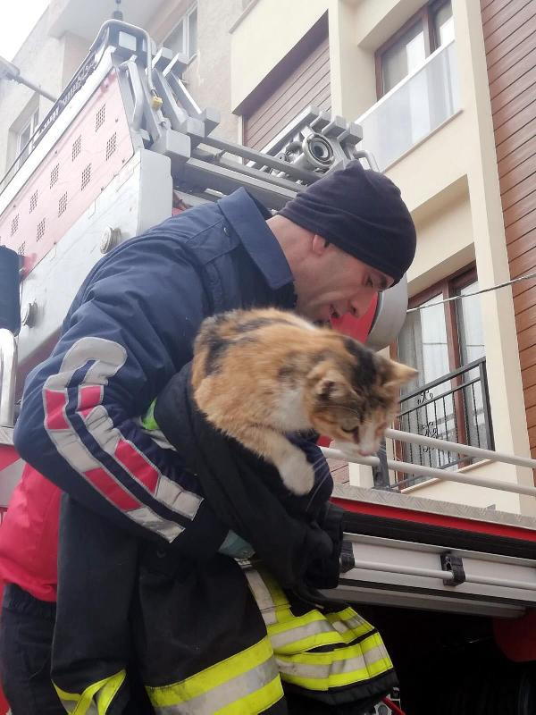 Müzenin çatısında mahsur kalan kediyi itfaiye kurtardı - Resim : 1