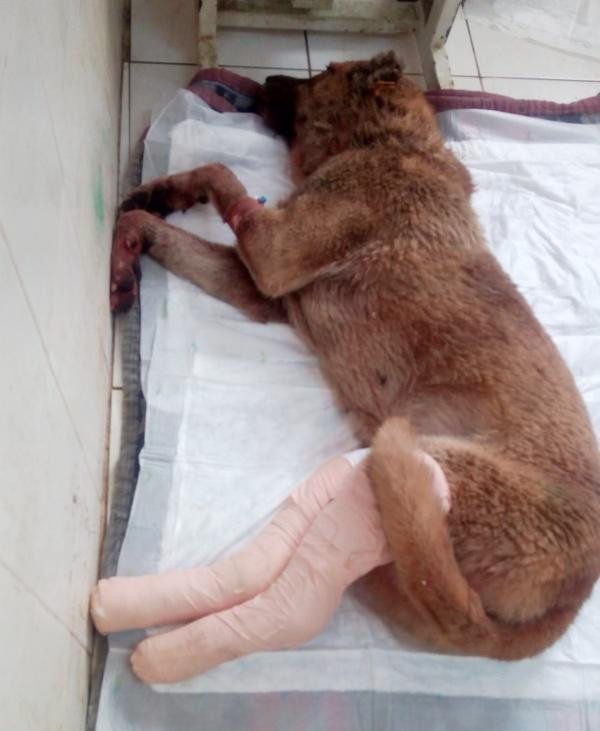 Köpeğe tecavüz etti, ayaklarını kırdı, başka köpeğin önüne attı serbest kaldı! - Resim : 1