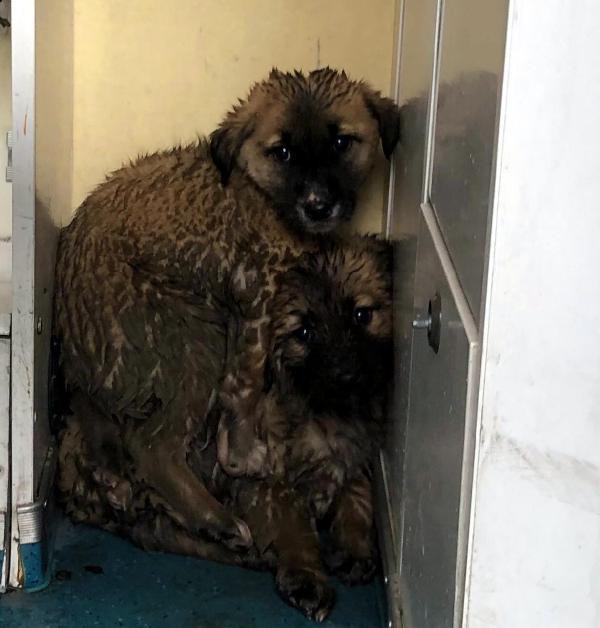 Sulama kanalına düşen 2 yavru köpek kurtarıldı - Resim : 1