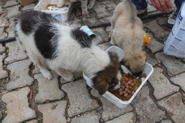 Sokak köpeklerini evinde besleyen hayvansevere mama desteği - Resim : 1