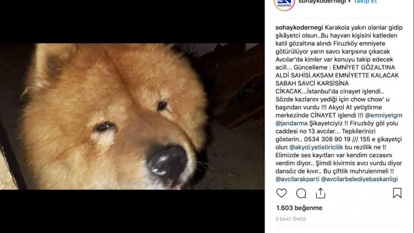 Köpeğin katledildiği çiftlik mühürlendi - Resim : 1