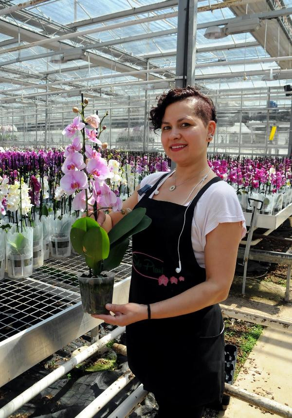Yalova'da yetiştirilen orkideler, Anneler Günü için yola çıktı - Resim : 2