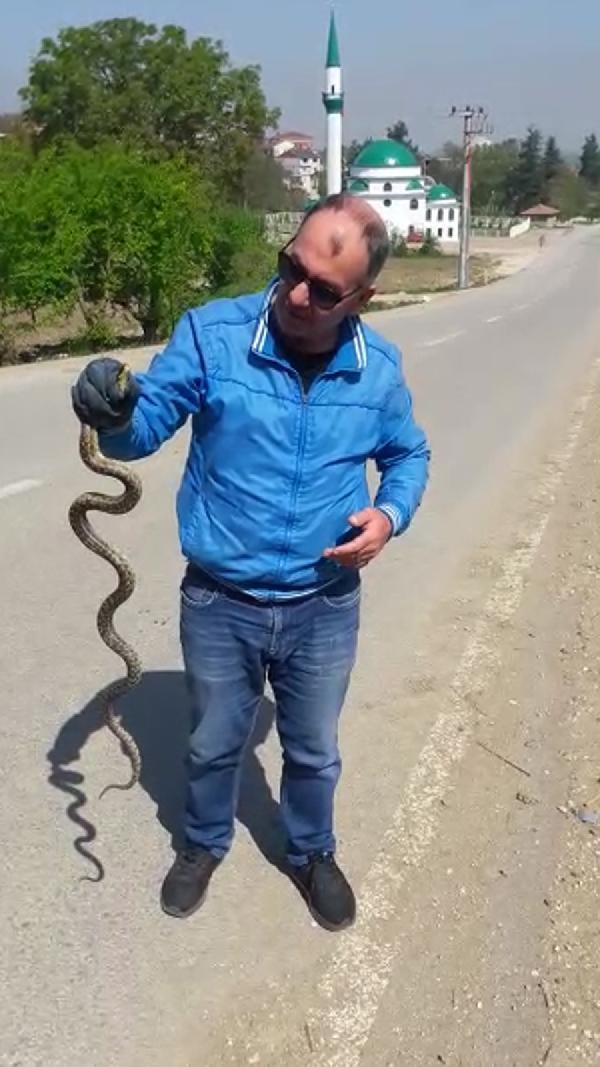 Yolda gördüğü yılanı yakaladı ve... - Resim : 1