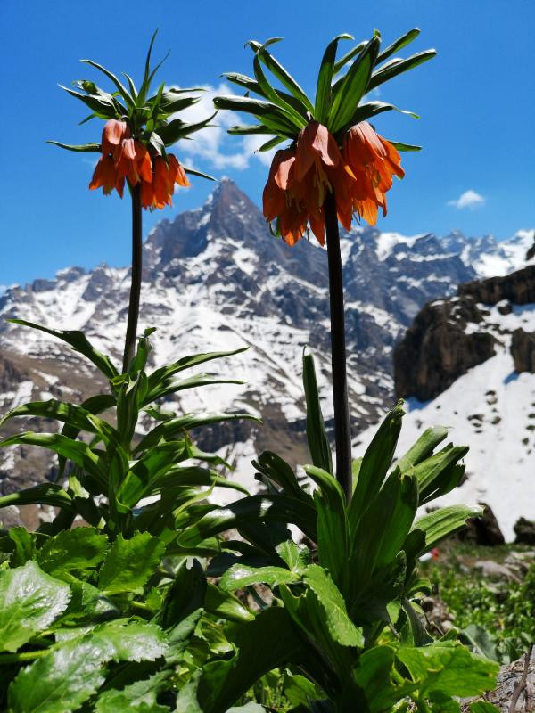 Hakkari dağlarında ters laleler çiçek açtı - Resim : 1