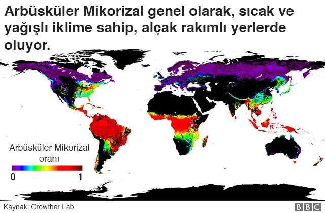 Ağaçların 'sosyal ağlarının' haritası çıkartıldı - Resim : 1