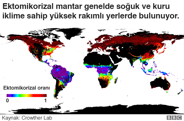 Ağaçların 'sosyal ağlarının' haritası çıkartıldı - Resim : 2