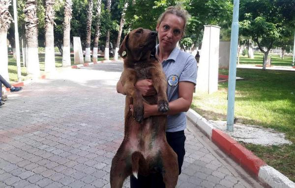 Bıçaklanan sokak köpeği, tedavi edildi - Resim : 1