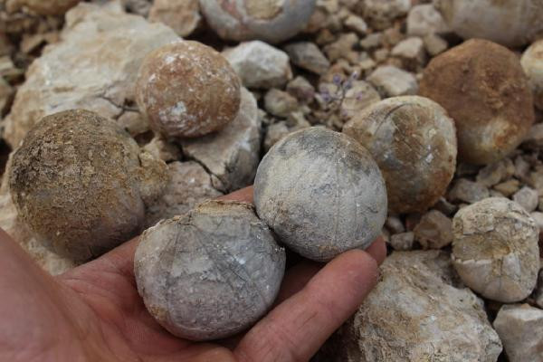 Adıyamanlı çoban 85 milyon yıllık fosil buldu - Resim : 1