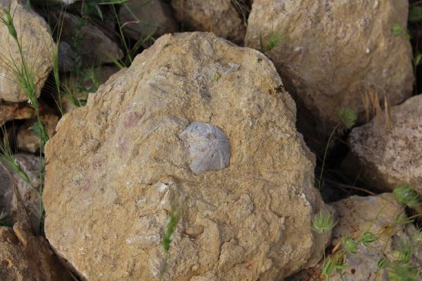 Adıyamanlı çoban 85 milyon yıllık fosil buldu - Resim : 2