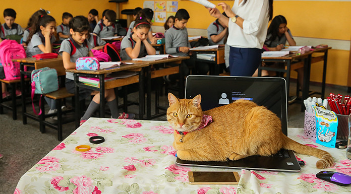 Kedi Tombi sınıf arkadaşlarına veda etti - Resim : 1