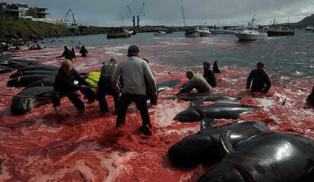 Danimarka'da 'geleneksel' balina katliamı! - Resim : 1
