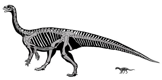 Yeni bir dinozor türü keşfedildi - Resim : 1