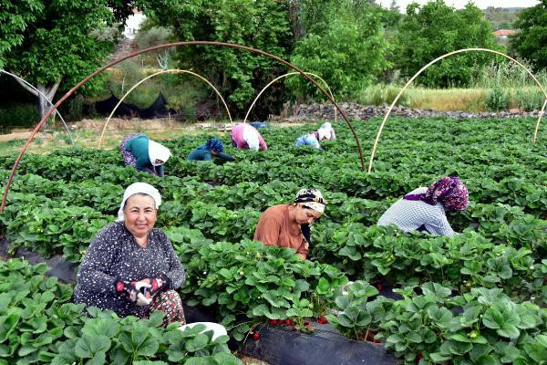 'Vali Hanım Çileği' üreticinin yüzünü güldürdü - Resim : 1