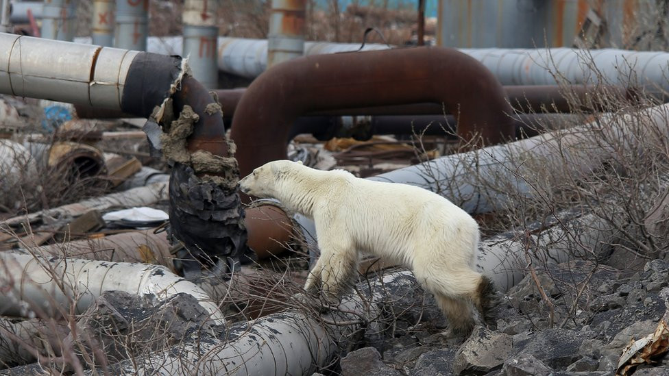 Sibirya'da aç kutup ayısı şehre indi - Resim : 1