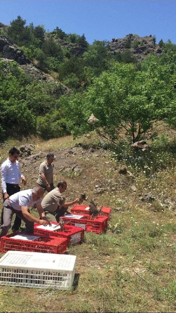 Tokat'ta 3 bin keklik doğaya salındı - Resim : 1