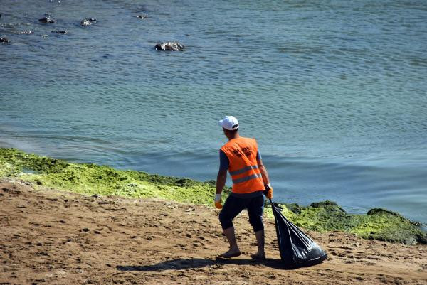 Karadeniz'in en uzun sahili yosunlardan temizleniyor - Resim : 1