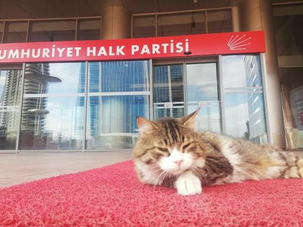 CHP Ankara İl Başkanlığı 'Şero'ya kaldı - Resim : 1