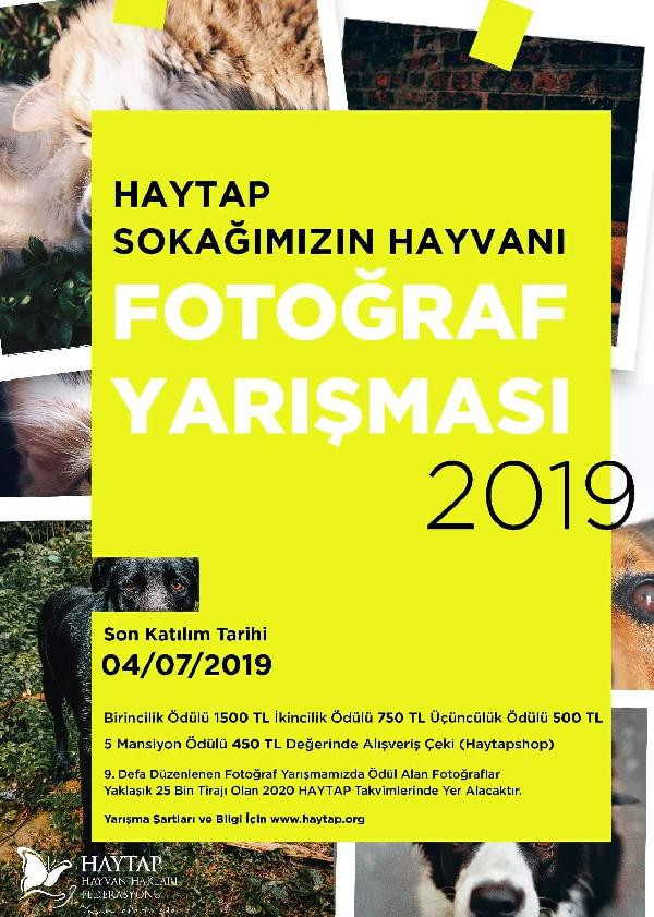 HAYTAP'dan 'Sokağımızın hayvanı' fotoğraf yarışması - Resim : 1