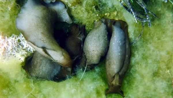 Çanakkale Boğazı'nda deniz tavşanı görüntülendi - Resim : 1