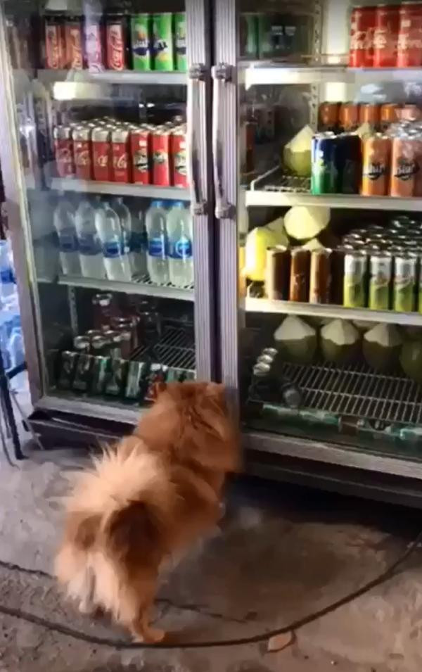 Antalya'da sıcaktan bunalan köpek içecek dolabına girdi - Resim : 1