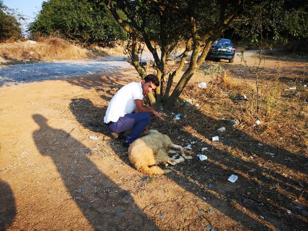 Baklavacı magandalar serbest kaldı, yakınları kurban kesti - Resim : 1