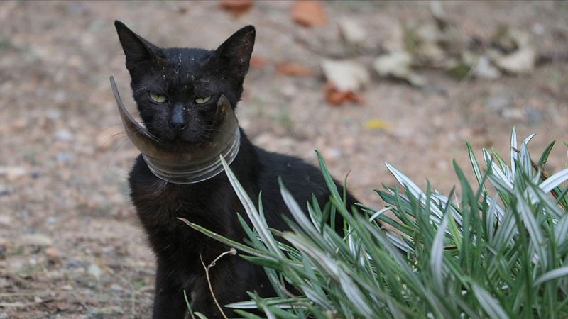 Boynunda kavanozla yaşamak zorunda kalan kedi kurtarıldı - Resim : 1