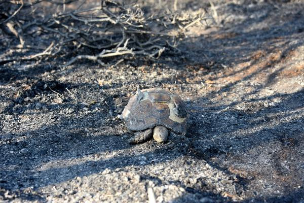 Çanakkale'deki yangına havadan müdahale - Resim : 2