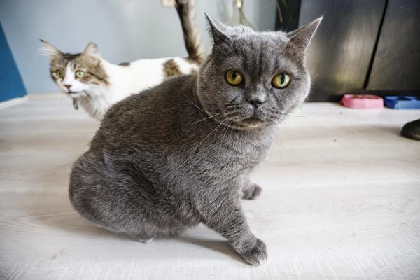 Obez kedi, egzersiz ile 4,5 kilo verdi - Resim : 1