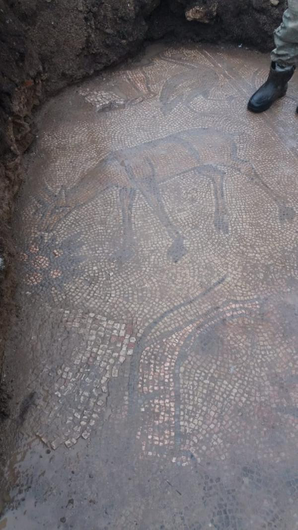 Kaçak kazıda Roma dönemine ait mozaik bulundu - Resim : 2