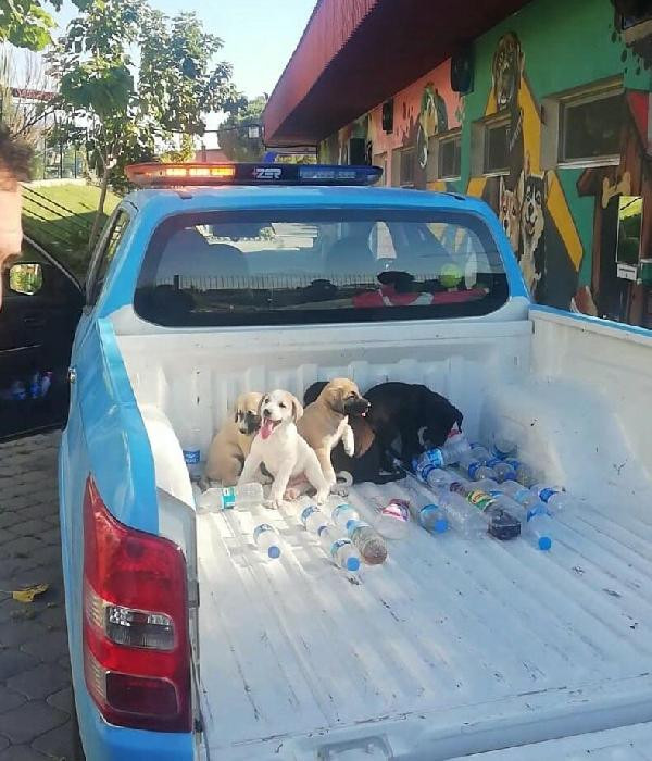Ormana terk edilen yavru köpeklere belediye sahip çıktı - Resim : 1